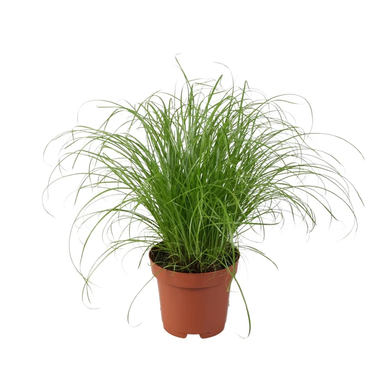 Cyperus Alternifolius Zumula