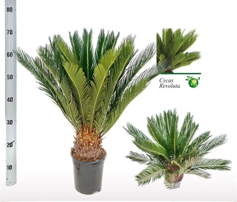 Cycas Revoluta