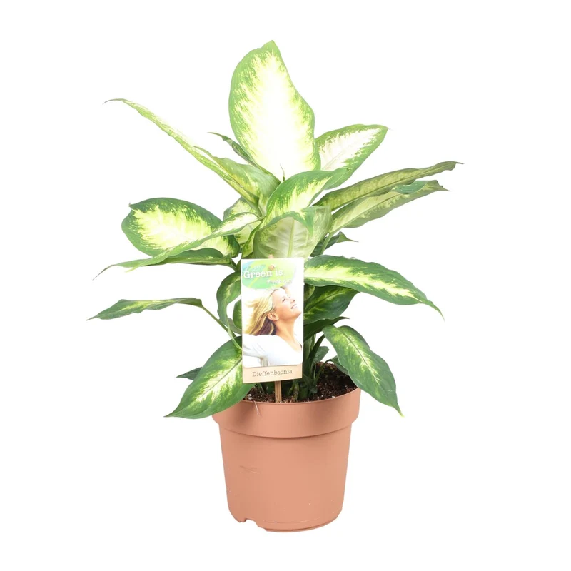 Dieffenbachia Camilla