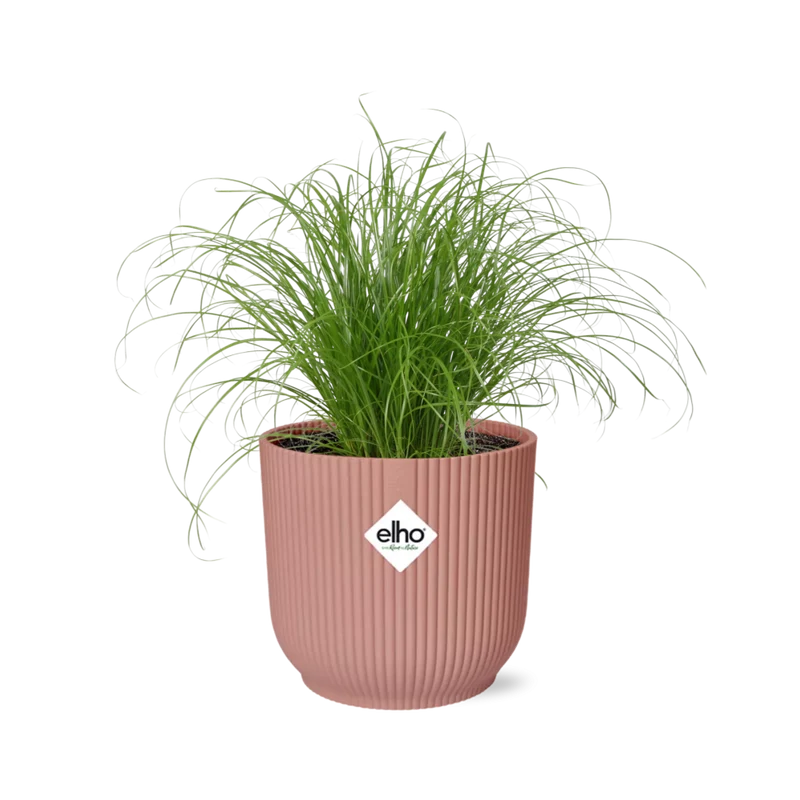 Cyperus Alternifolius Zumula in ELHO Vibes Fold 14cm roze