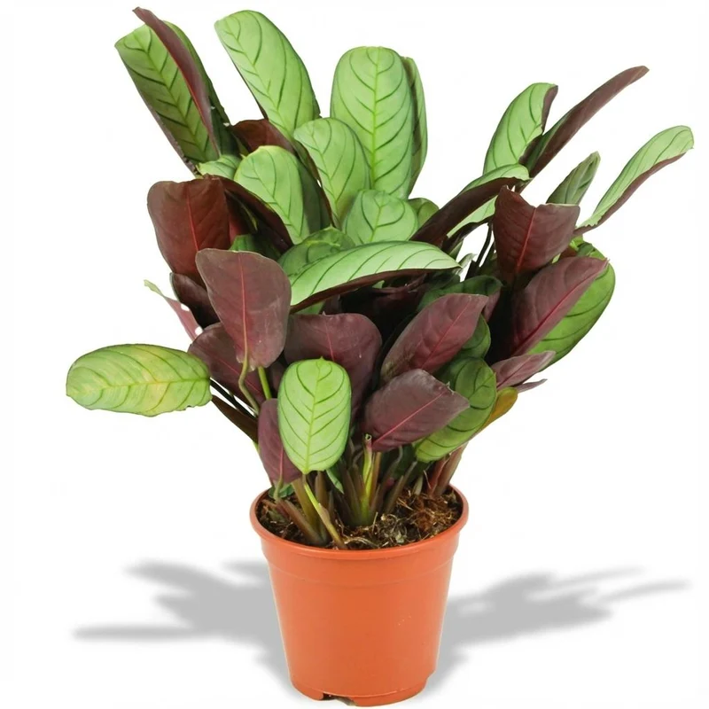 Ctenanthe Amagris