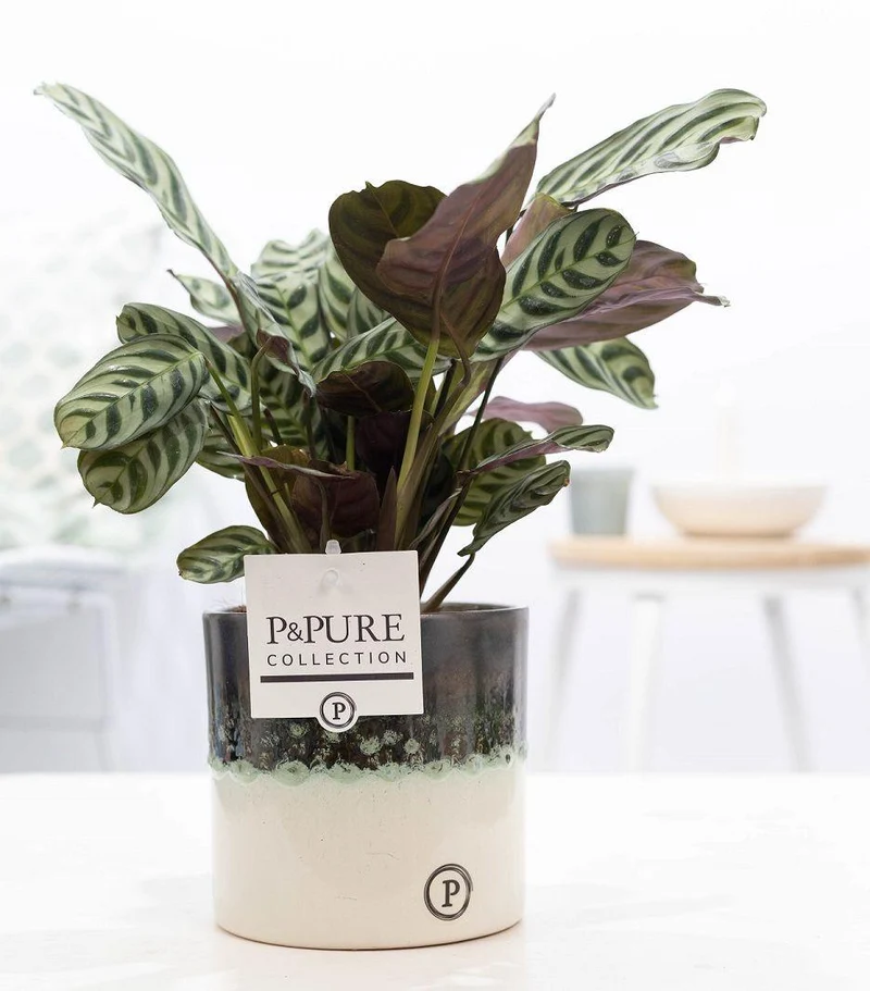 Ctenanthe Burle Marxii In Illusion Cer.