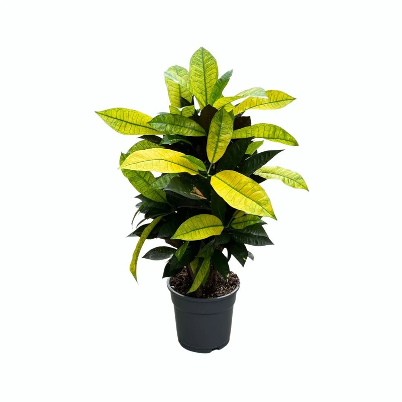 Croton Mrs. Iceton