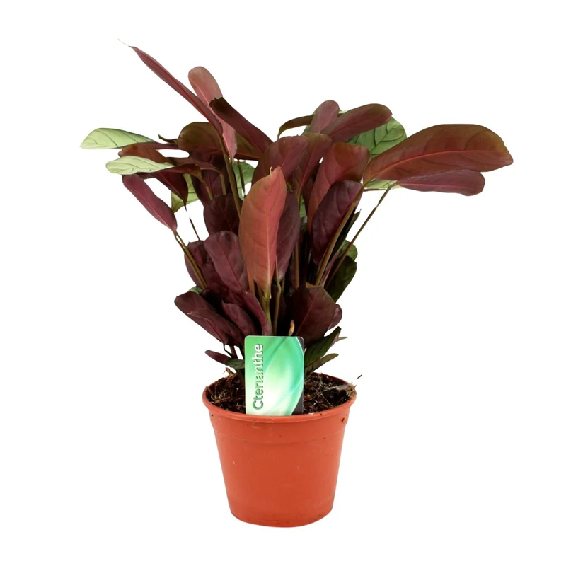 Ctenanthe Amagris