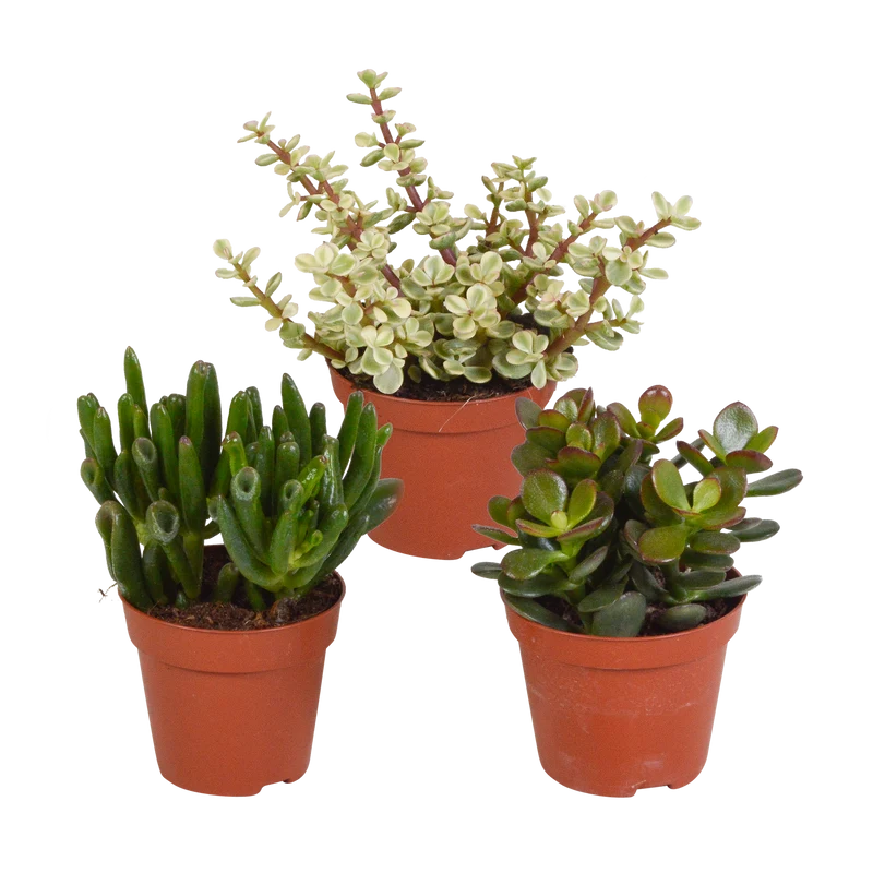 Crassula mix