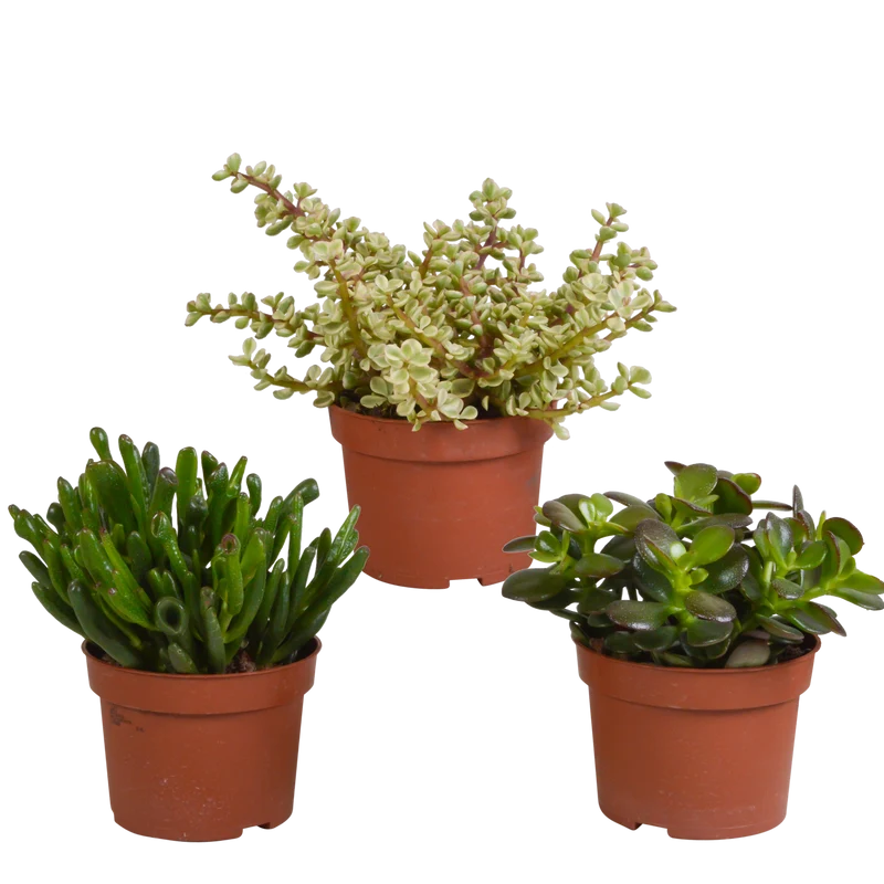Crassula mix