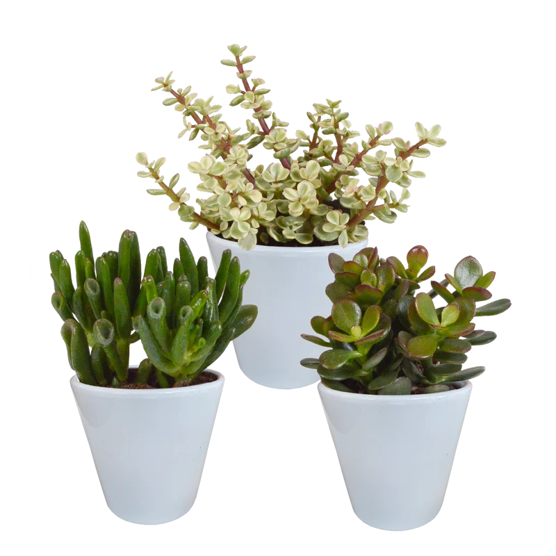 Crassula mix
