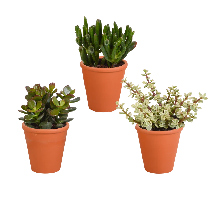 Crassula mix