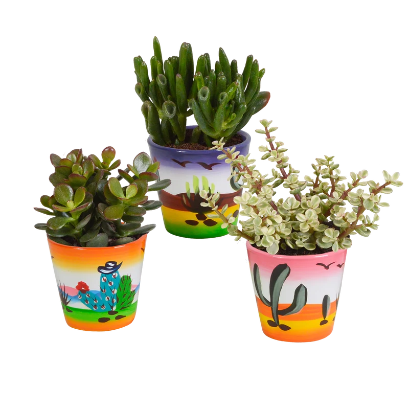 Crassula mix