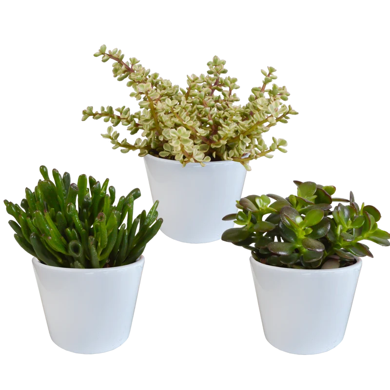 Crassula mix