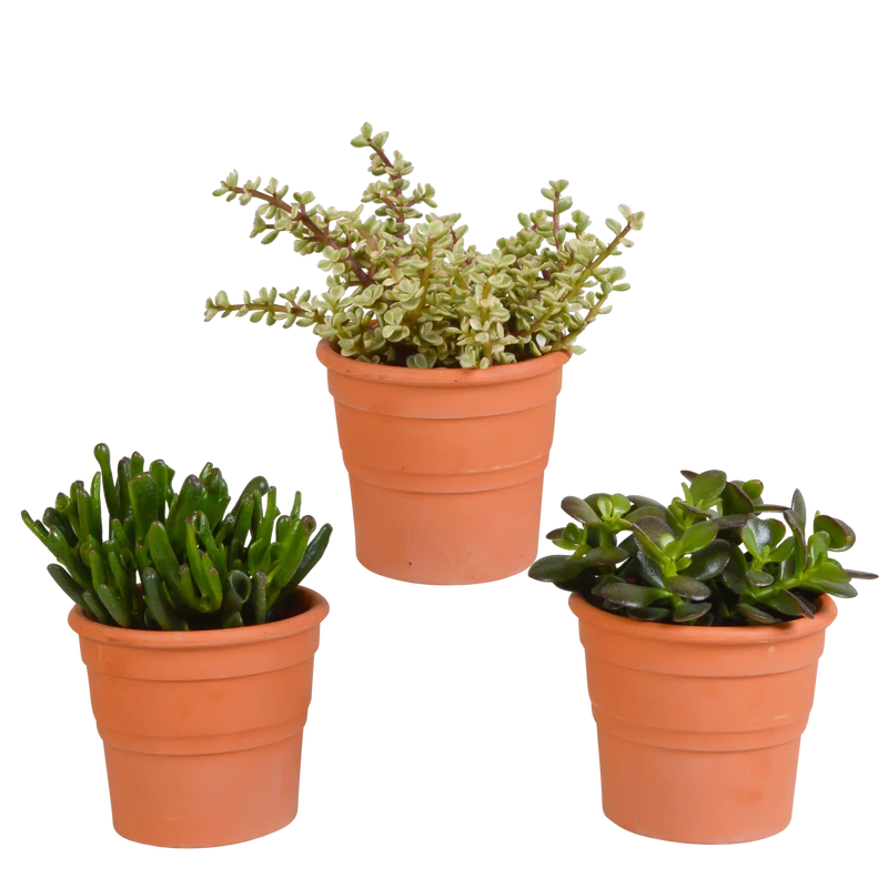 Crassula mix