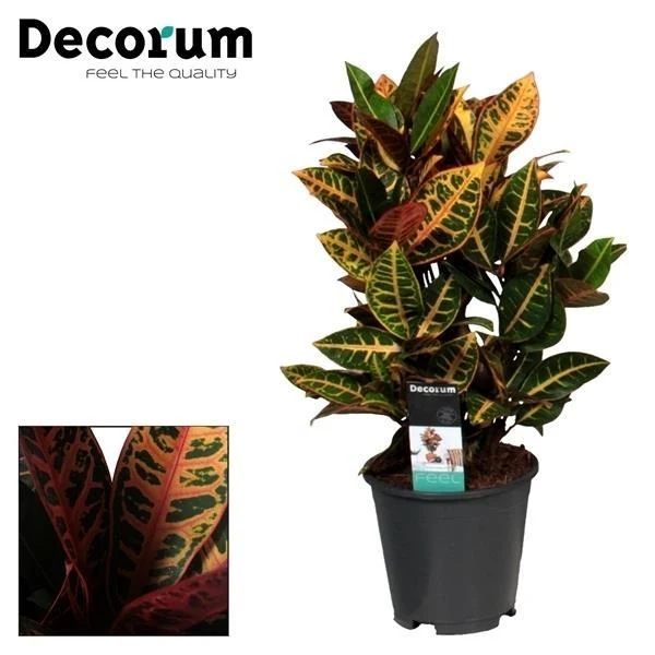 Croton Petra