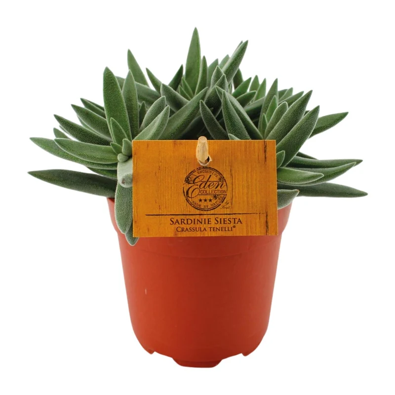Crassula Tenelli