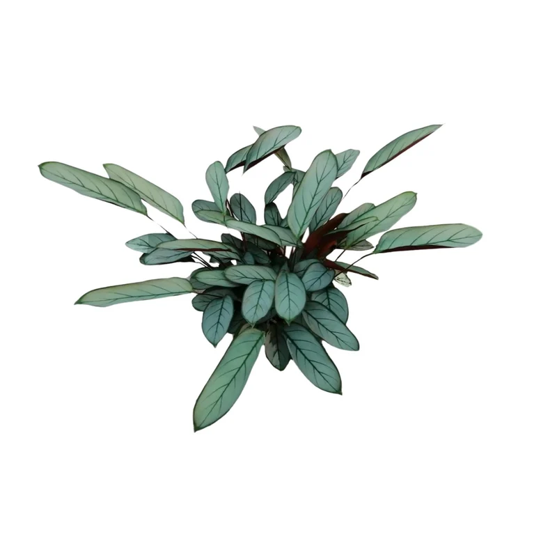 Ctenanthe Oppenheimiana