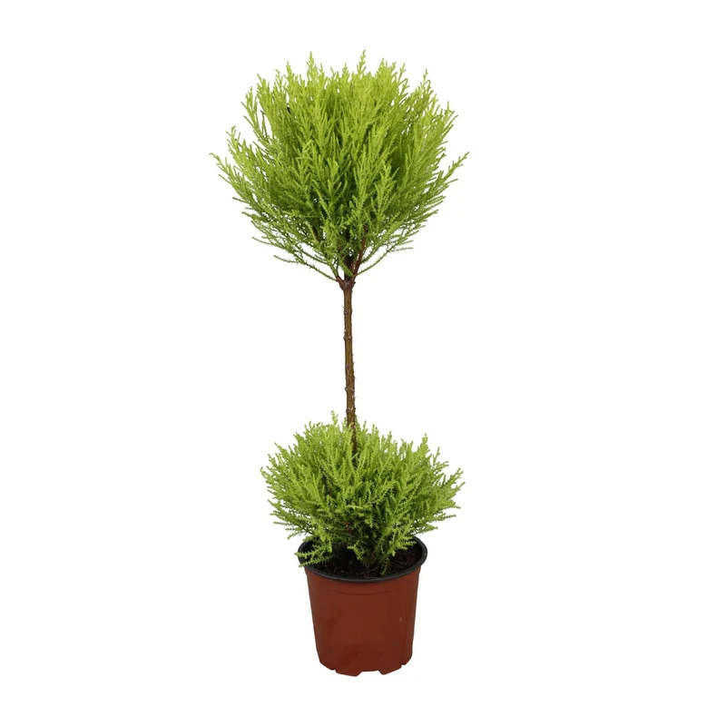 Cupressus Goldcrest Wilma