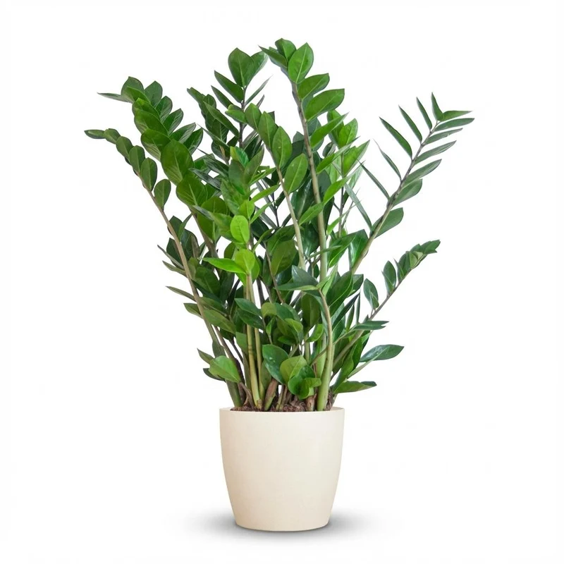 Zamioculcas Zamiifolia met witte pot