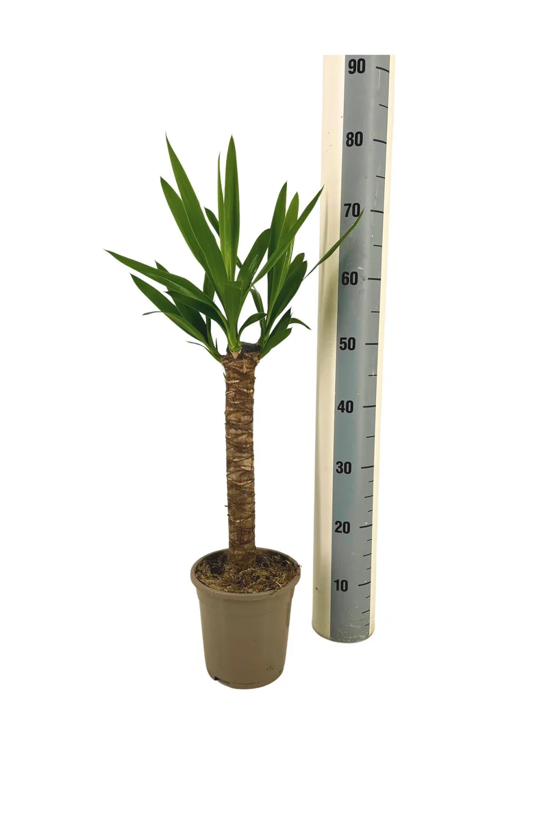 Yucca Elephantipes