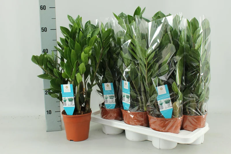 Zamioculcas Zamiifolia