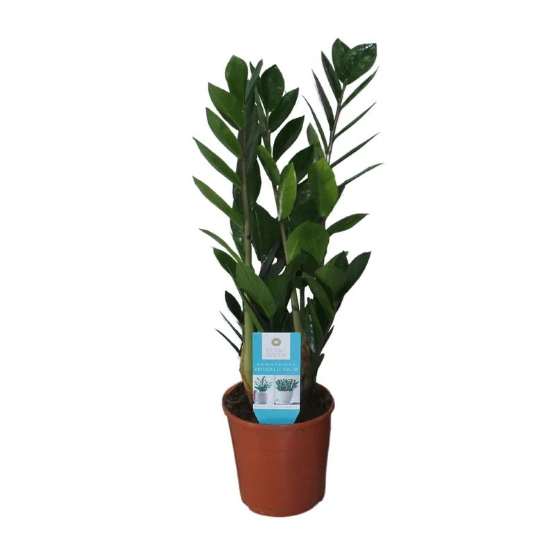 Zamioculcas Zamiifolia