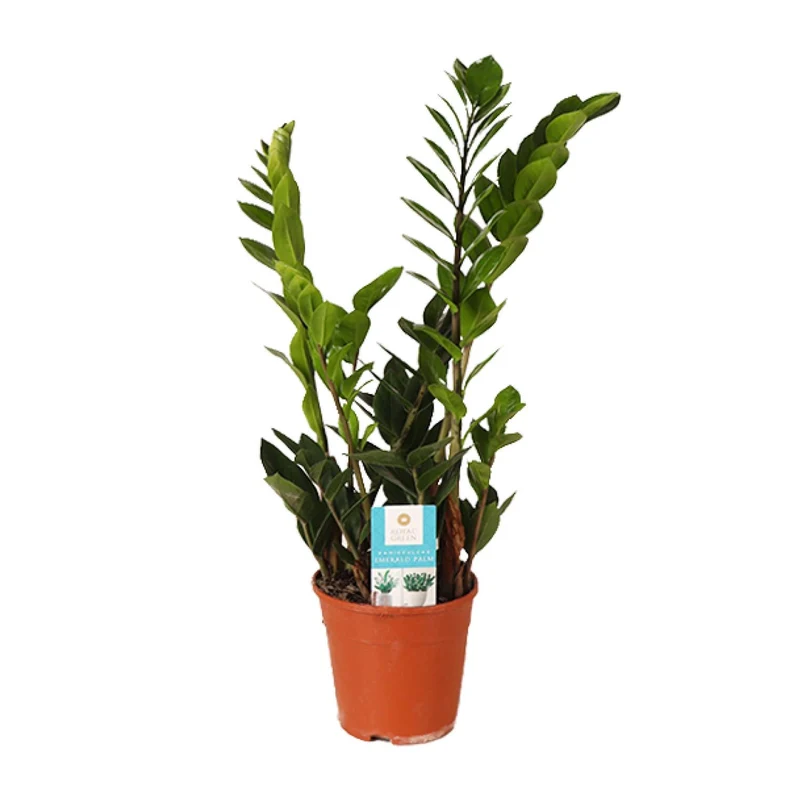 Zamioculcas Zamiifolia