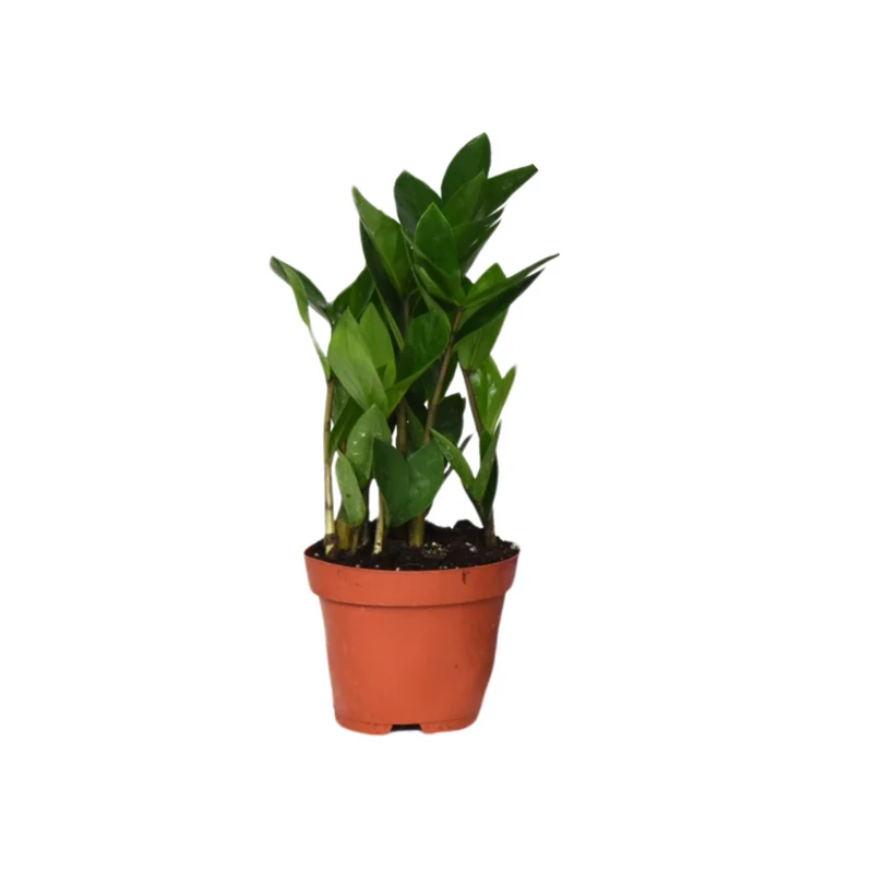 Zamioculcas