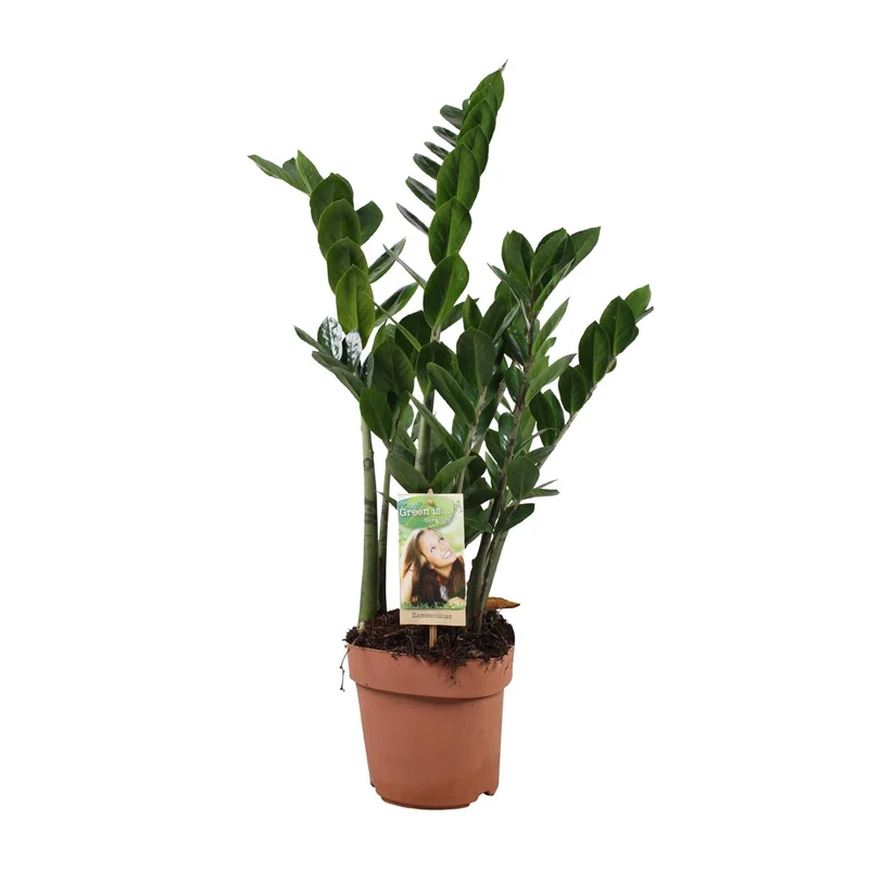 Zamioculcas Zamiifolia