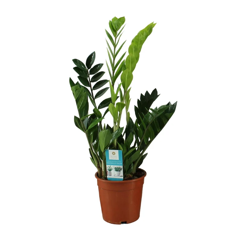 Zamioculcas Zamiifolia