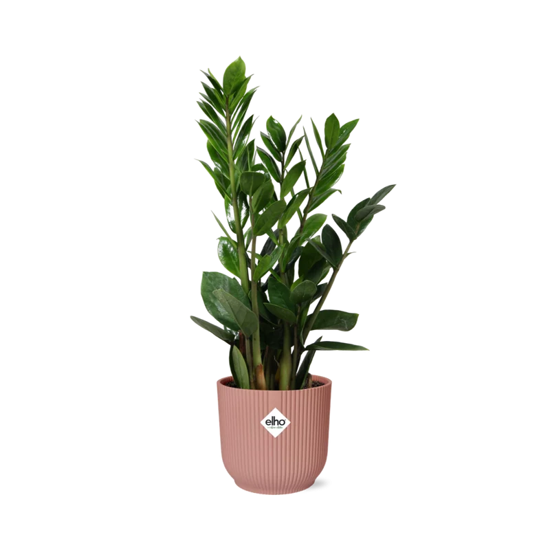 Zamioculcas in ELHO Vibes Fold 14cm roze