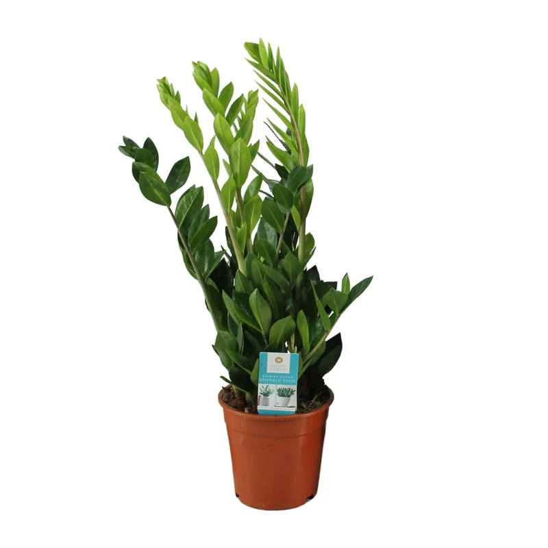 Zamioculcas Zamiifolia