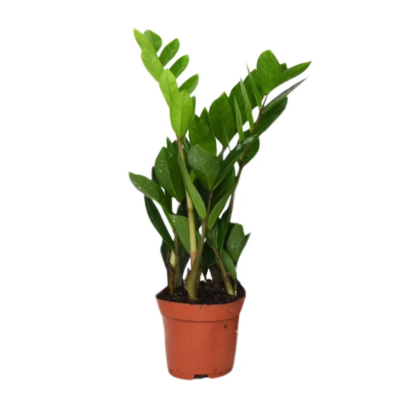 Zamioculcas Zamiifolia