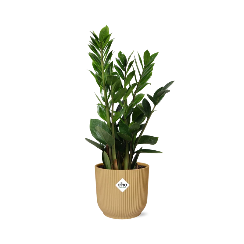 Zamioculcas in ELHO Vibes Fold 14cm geel