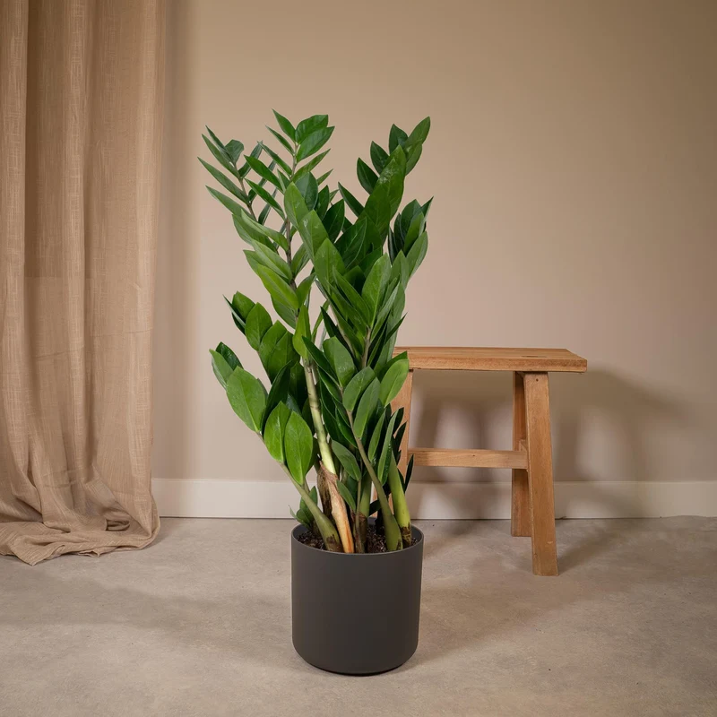 Zamioculcas Zamiifolia