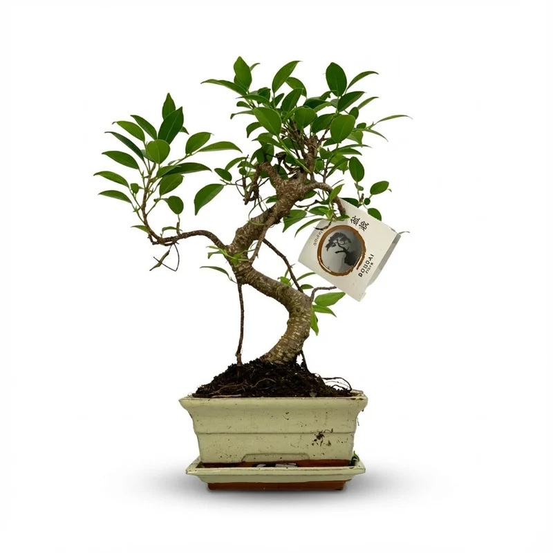 Bonsai S vorm Boom