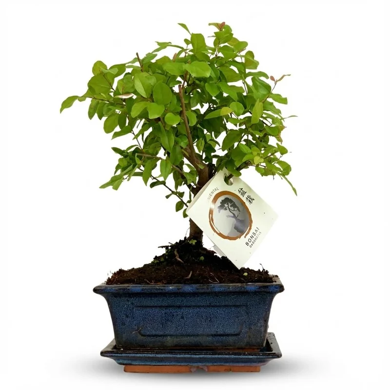Bonsai Bol vorm Boom