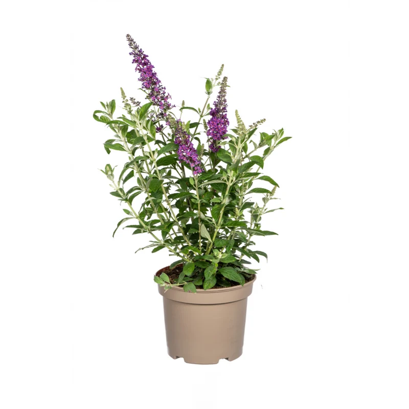 Buddleja Davidii Purple