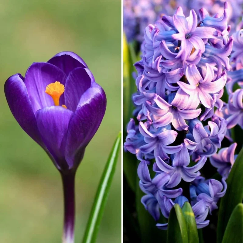 Blue and purple bloembollenmix, 30 stuks