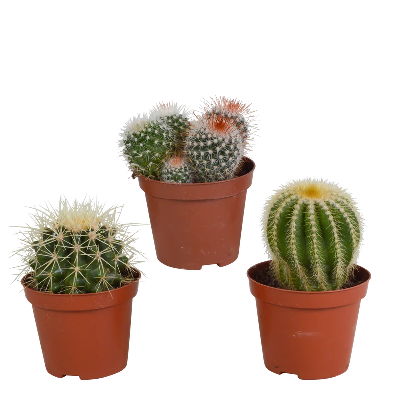 Bolcactus mix | 3 stuks - zonder pot