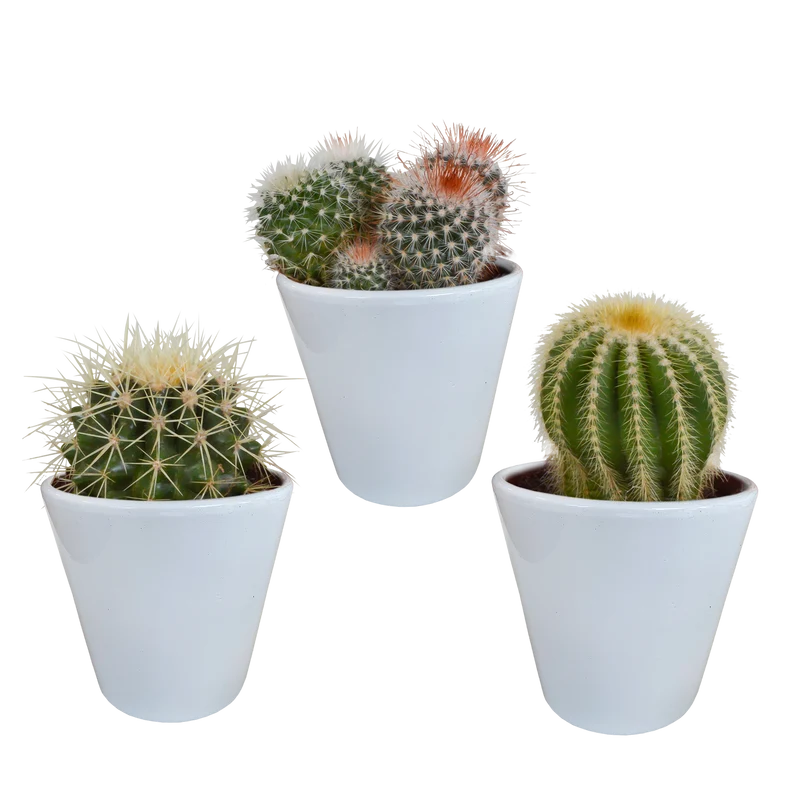 Bolcactus mix | 3 stuks - in witte pot