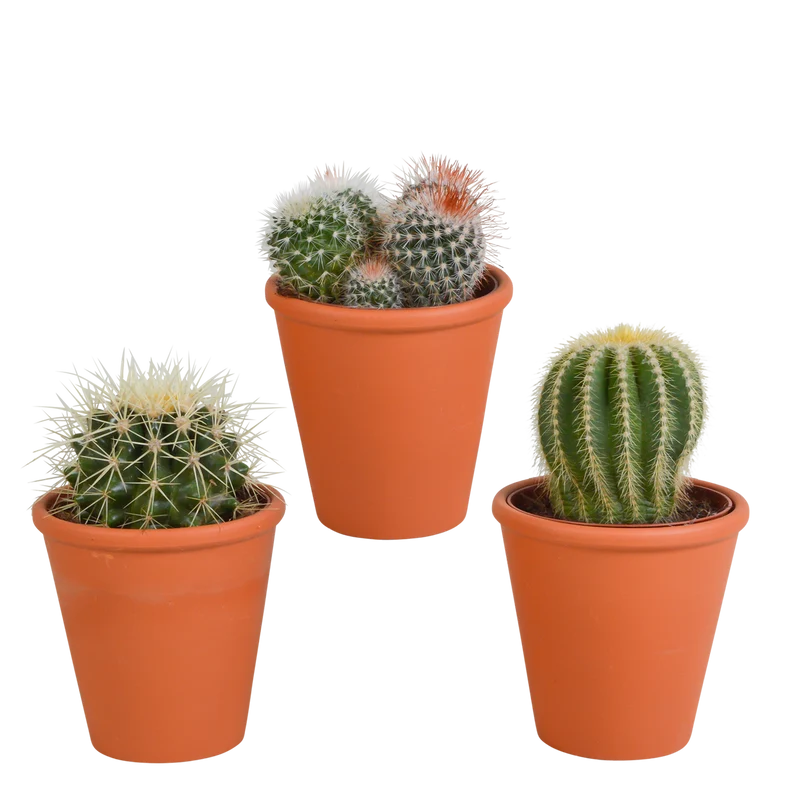 Bolcactus mix | 3 stuks - in terracotta pot
