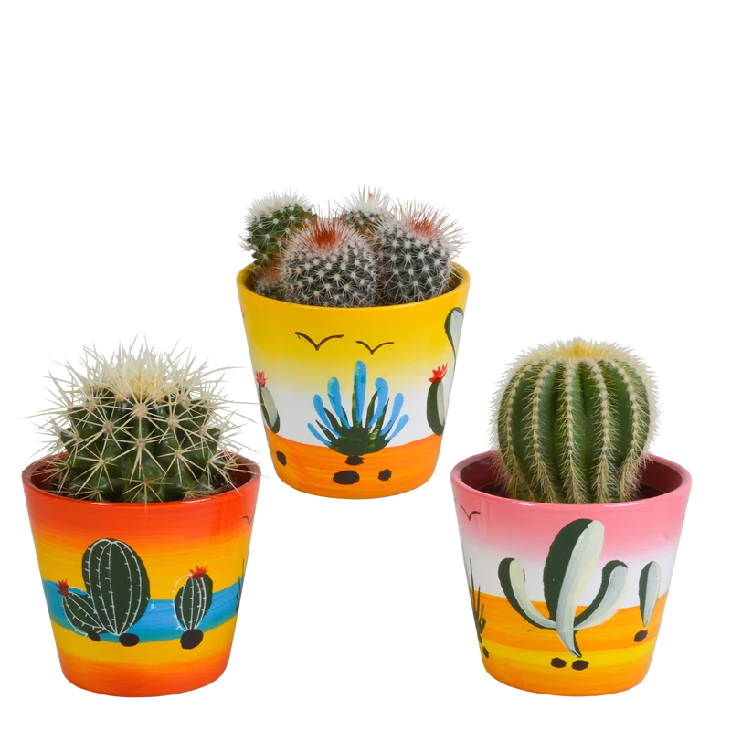 Bolcactus mix | 3 stuks - in Mexicaanse pot