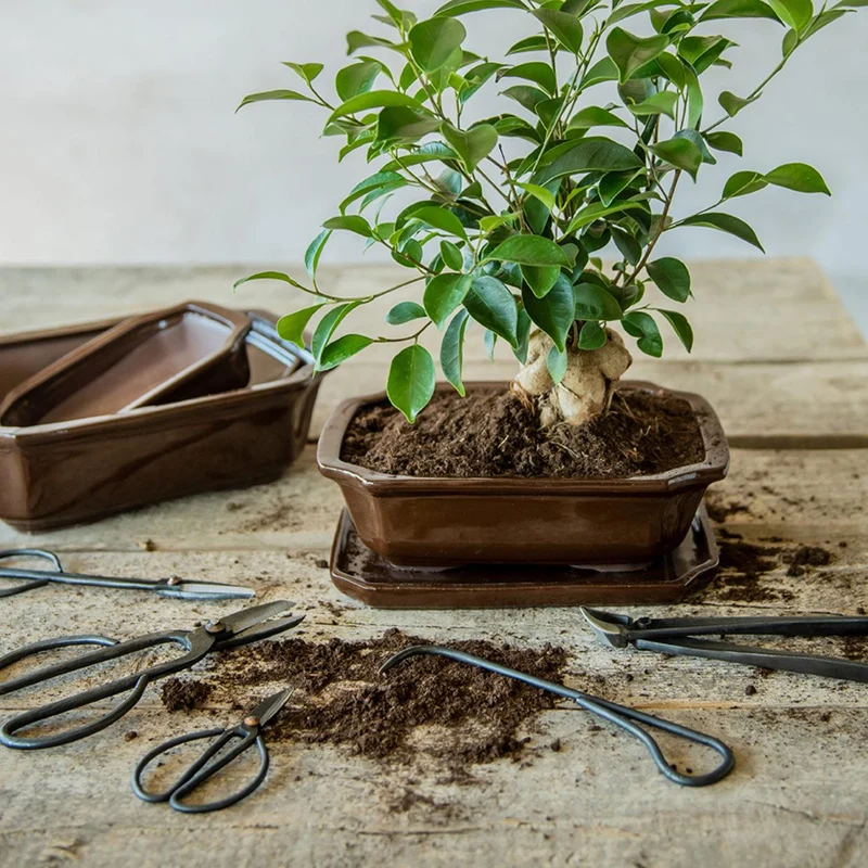 Bonsai root hook
