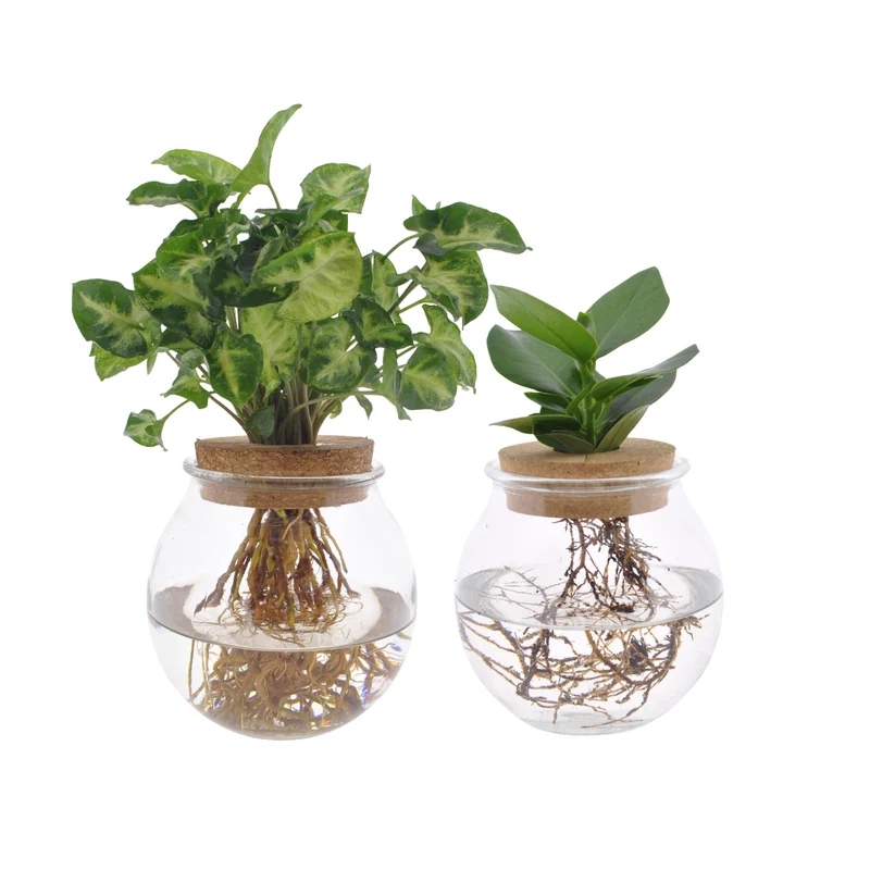 Bolglas Duo Clusia/Syngonium Green - 2 stuks