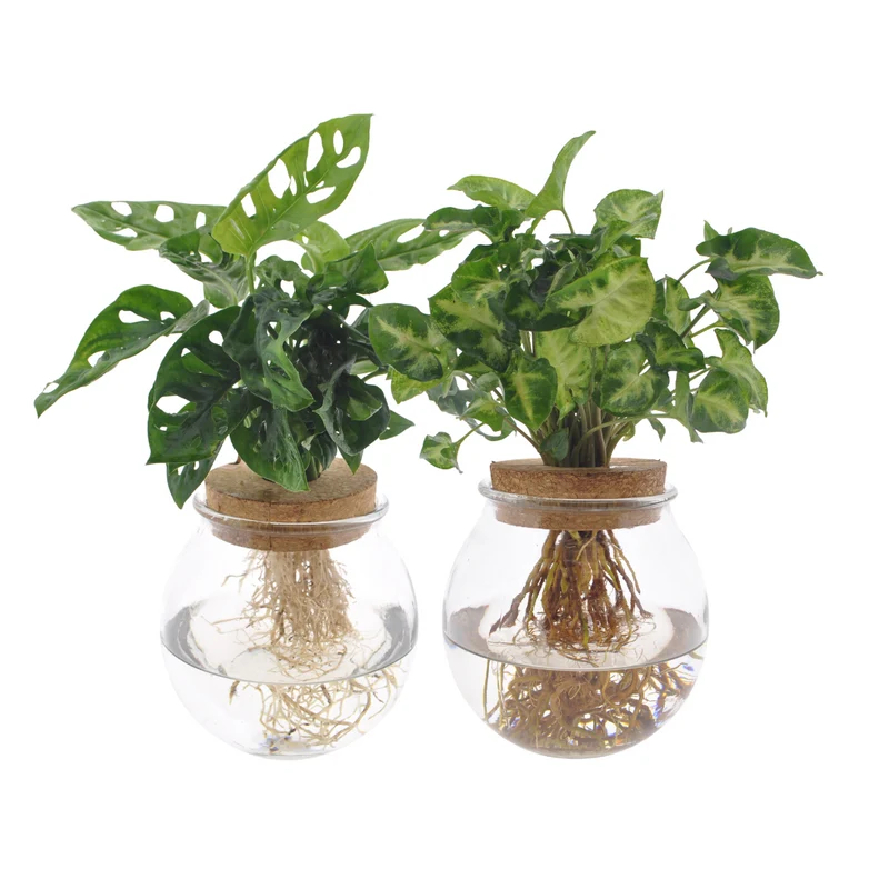 Bolglas Duo Monstera Adansonii/Syngonium Green - 2 stuks