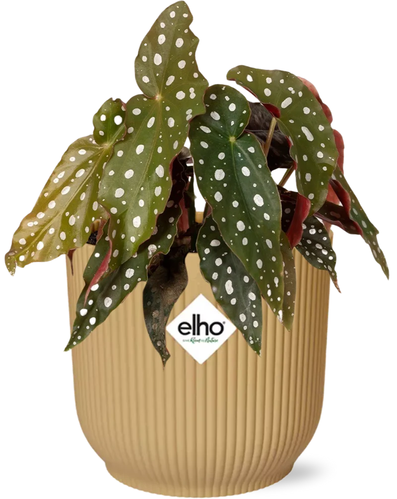 Begonia Maculata + ELHO Vibes Fold 14cm geel