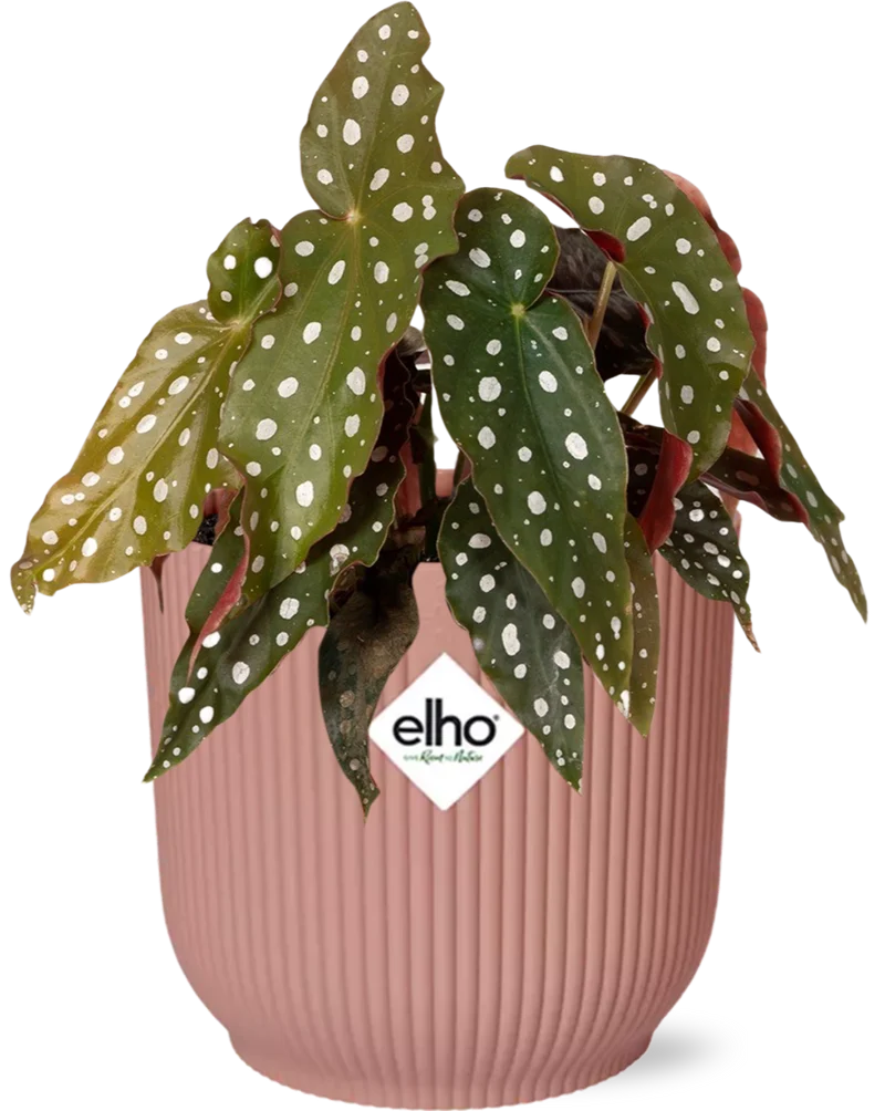 Begonia Maculata + ELHO Vibes Fold 14cm roze