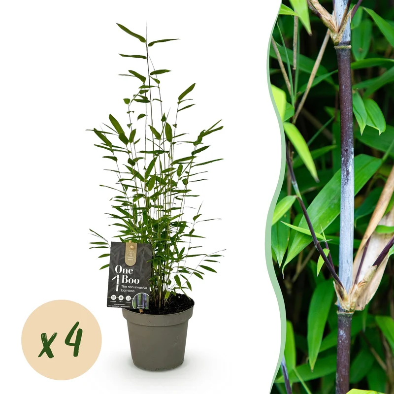 Fargesia nitida Black Dragon, bladhoudende bamboe voor de tuin (4x)