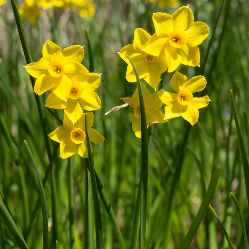 Baby Boomer narcis 25 stuks
