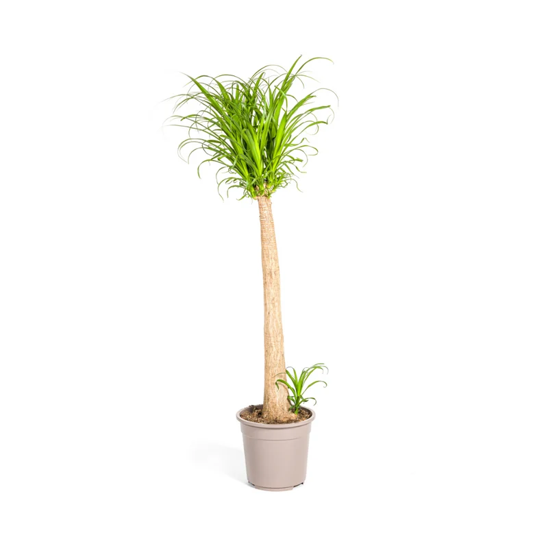 Beaucarnea Recurvata Stam