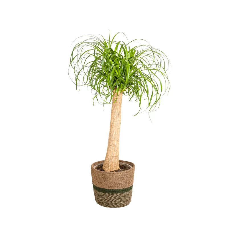 Beaucarnea Recurvata Stam met mand