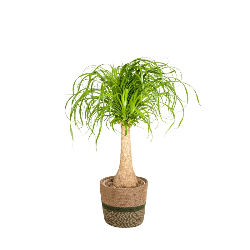 Beaucarnea Recurvata Stam met mand